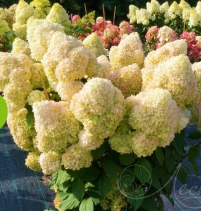 Гортензія волотиста Діамантіно ( Hydrangea Diamantino) C1, 5 - Зображення 3