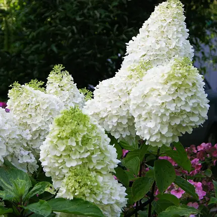 Гортензія волотиста Діамантіно ( Hydrangea Diamantino) C1, 5 - Зображення 4
