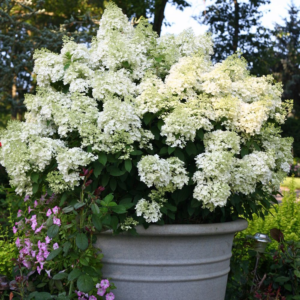Гортензія волотиста Бобо ( Hydrangea paniculata Bово) С1, 5
