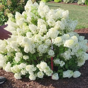 Гортензія волотиста Бобо ( Hydrangea paniculata Bово) С2