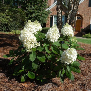 Гортензія волотиста ‘Baby Lace’ (Hydrangea paniculata ‘Baby Lace’)