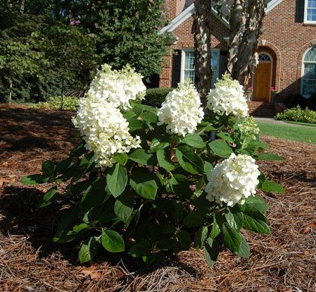 Гортензія волотиста ‘Baby Lace’ (Hydrangea paniculata ‘Baby Lace’)