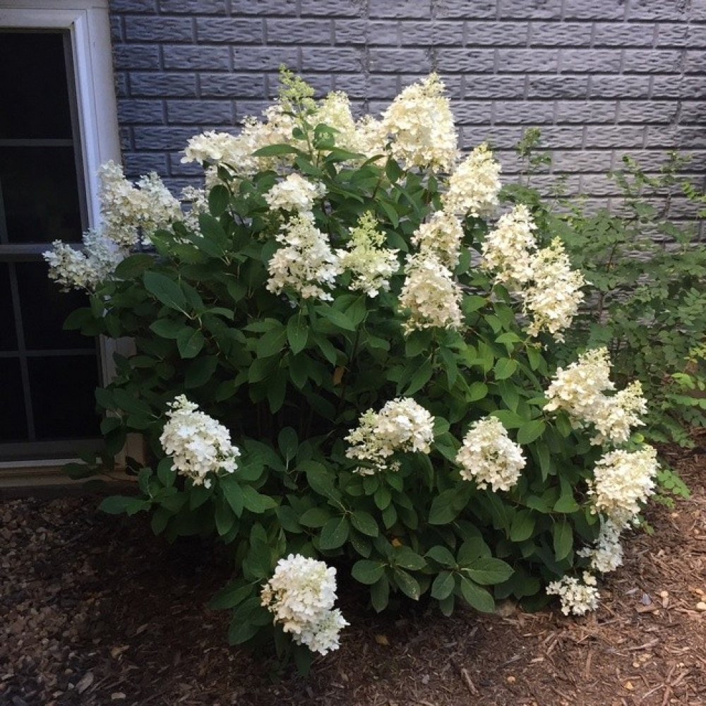 Гортензія волотиста ‘Baby Lace’ (Hydrangea paniculata ‘Baby Lace’) - Зображення 2