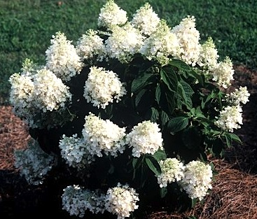Гортензія волотиста ‘Baby Lace’ (Hydrangea paniculata ‘Baby Lace’) - Зображення 3