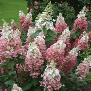 Гортензія волотиста Кендлайт (Hydrangea paniculata Candlelight)