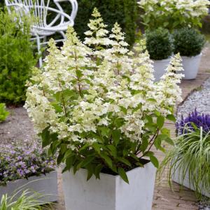 Гортензія волотиста Конфетті (Hydrangea paniculata Confetti) C1, 5