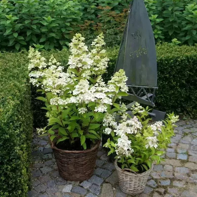 Гортензія волотиста Конфетті (Hydrangea paniculata Confetti) C1, 5 - Зображення 2