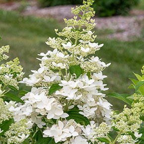 Гортензія волотиста Конфетті (Hydrangea paniculata Confetti) C1, 5 - Зображення 3