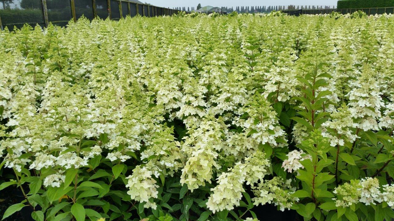Гортензія волотиста Конфетті (Hydrangea paniculata Confetti) C1, 5 - Зображення 4