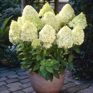 Гортензія волотиста 'Лаймлайт' (Hydrangea paniculata 'Limelight') C2