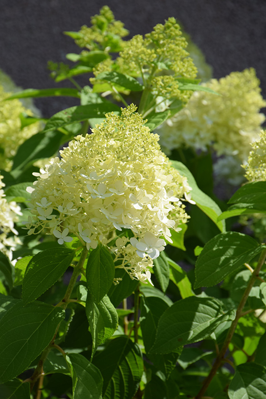 Гортензія волотиста 'Лаймлайт' (Hydrangea paniculata 'Limelight') C1, 5 - Зображення 3