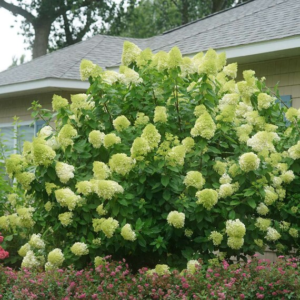 Гортензія волотиста 'Лаймлайт' (Hydrangea paniculata 'Limelight') C1, 5