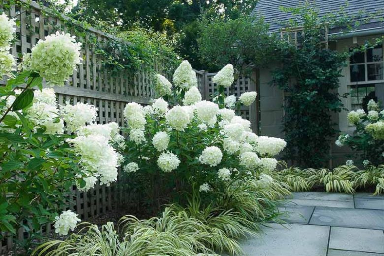 Гортензія волотиста 'Лаймлайт' (Hydrangea paniculata 'Limelight') C1, 5 - Зображення 4