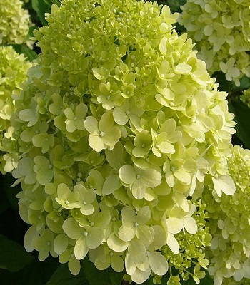 Гортензія волотиста 'Лаймлайт' (Hydrangea paniculata 'Limelight') C1, 5 - Зображення 5