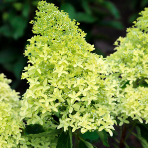 Гортензія волотиста ‘Magical Lime Sparkle’ (Hydrangea paniculata ‘Magical Lime Sparkle’) С2