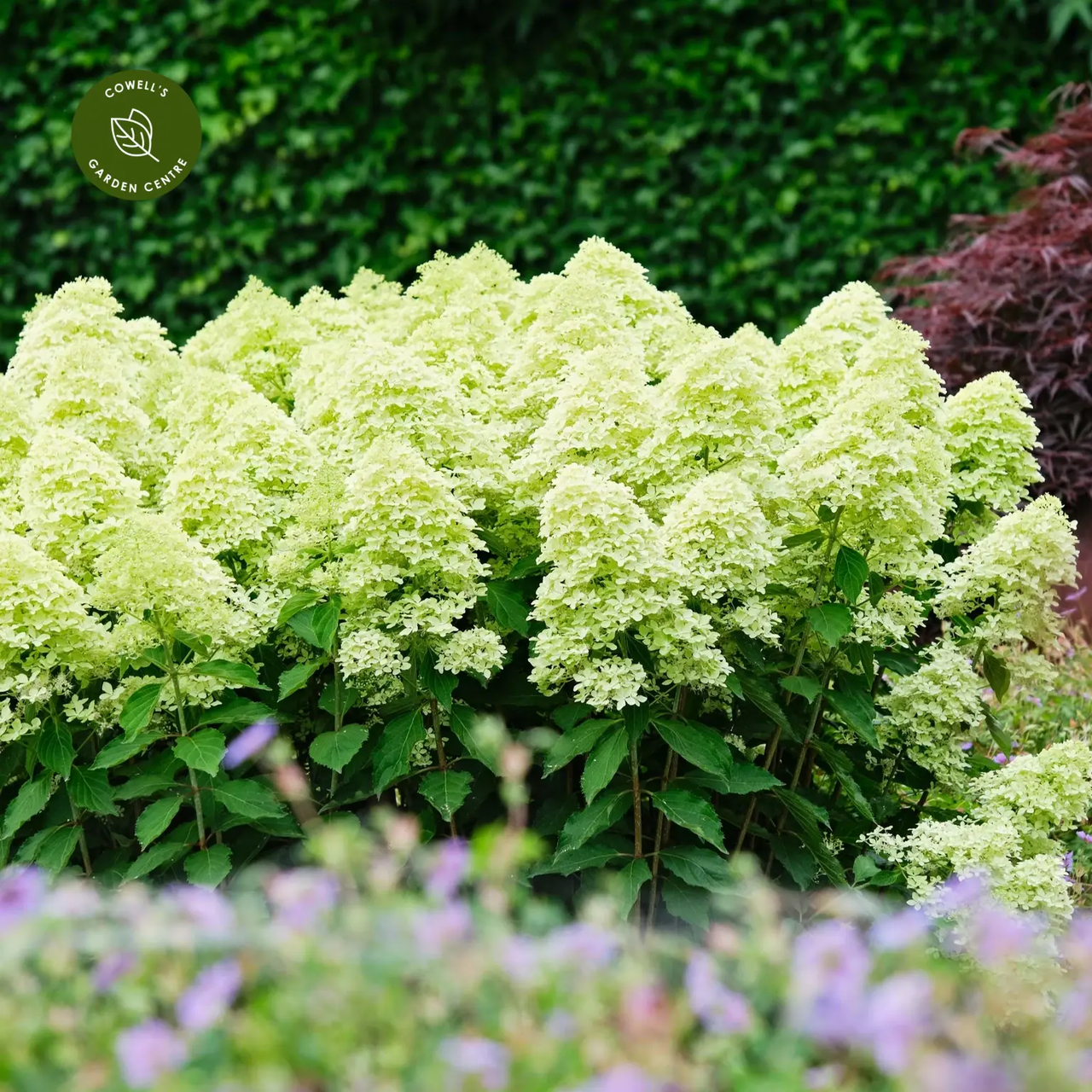Гортензія волотиста ‘Magical Lime Sparkle’ (Hydrangea paniculata ‘Magical Lime Sparkle’) С2 - Зображення 2