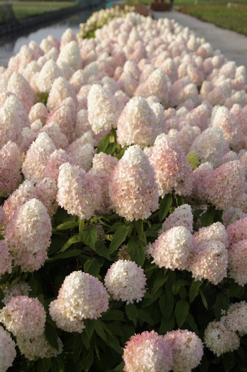 Гортензія волотиста Меджикал Світ Самер (Hydrangea paniculata Magical sweet summer) С1, 5 - Зображення 3