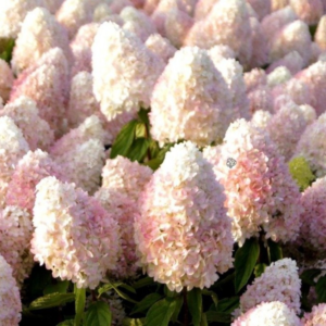 Гортензія волотиста Меджикал Світ Самер (Hydrangea paniculata Magical sweet summer) С2