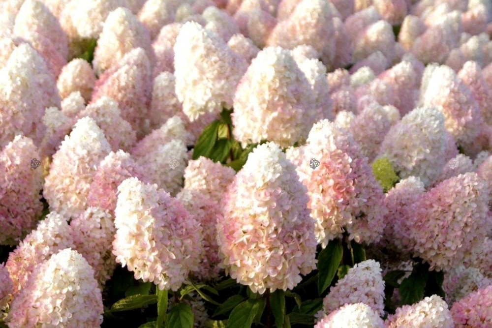 Гортензія волотиста Меджикал Світ Самер (Hydrangea paniculata Magical sweet summer) С1, 5 - Зображення 2