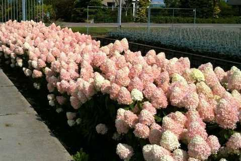 Гортензія волотиста Меджикал Світ Самер (Hydrangea paniculata Magical sweet summer) С1, 5 - Зображення 4