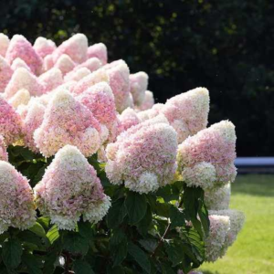 Гортензія волотиста Меджикал Світ Самер (Hydrangea paniculata Magical sweet summer) С1, 5