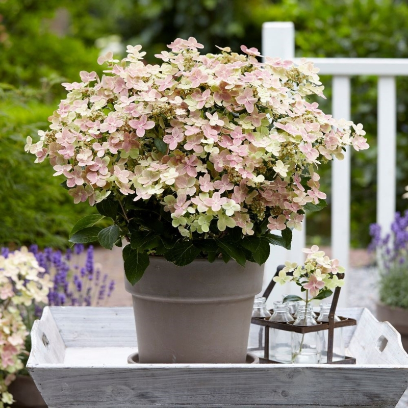 Гортензія волотиста Полестар (Hydrangea paniculata Polestar)