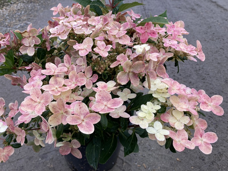 Гортензія волотиста Полестар (Hydrangea paniculata Polestar) - Зображення 2
