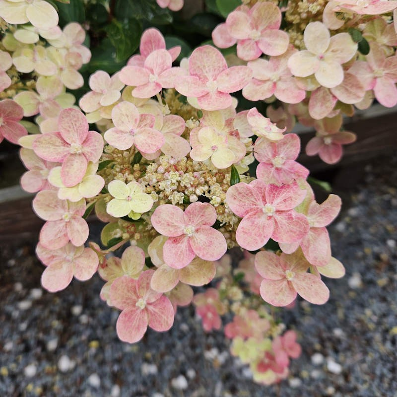 Гортензія волотиста Полестар (Hydrangea paniculata Polestar) - Зображення 3