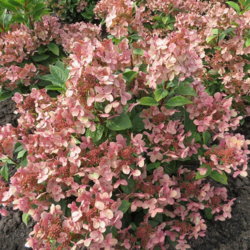 Гортензія волотиста Полестар (Hydrangea paniculata Polestar) - Зображення 4