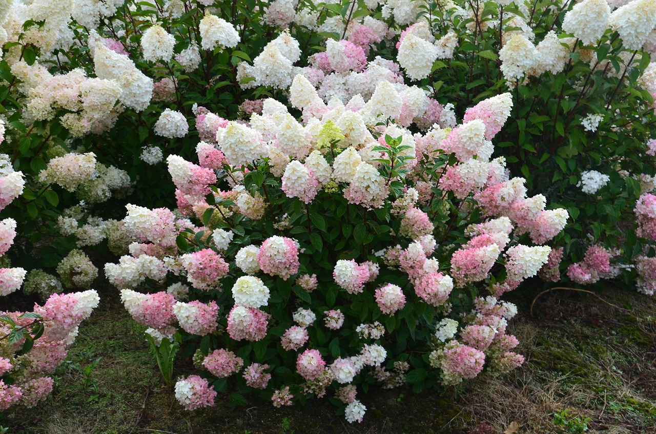 Гортензія волотиста Сандей Фрайз ( Hydrangea paniculata Sundae Fraise) С1, 5 - Зображення 3