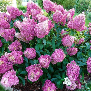 Гортензія волотиста Сандей Фрайз ( Hydrangea paniculata Sundae Fraise) С2