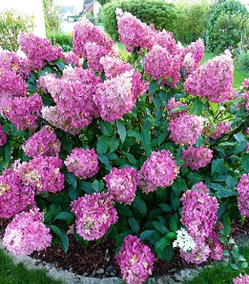 Гортензія волотиста Сандей Фрайз ( Hydrangea paniculata Sundae Fraise) С1, 5 - Зображення 2