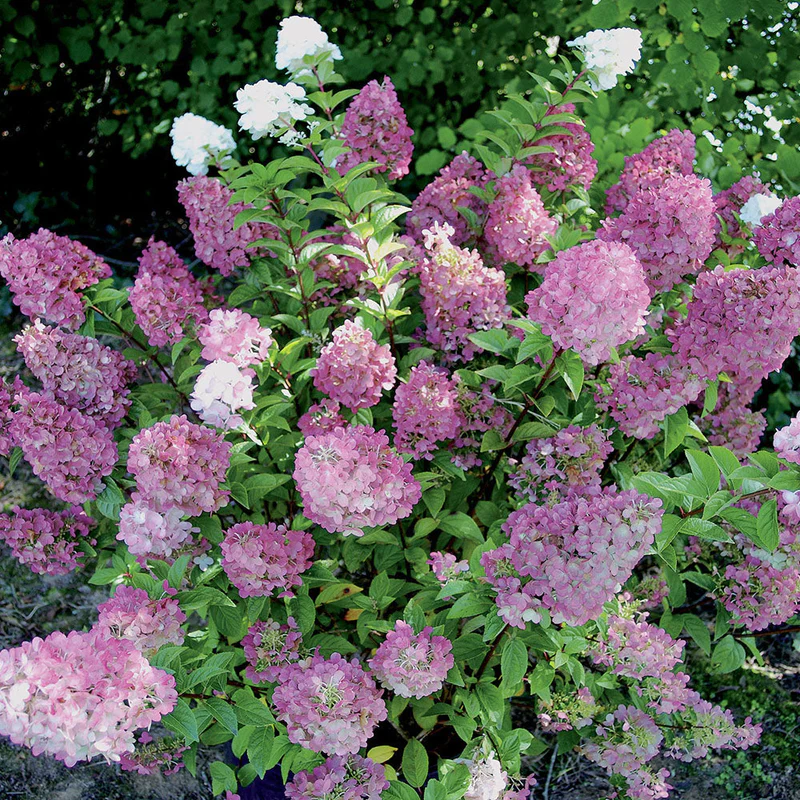 Гортензія волотиста Сандей Фрайз ( Hydrangea paniculata Sundae Fraise) С1, 5