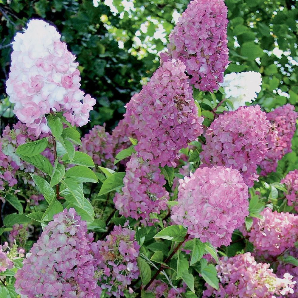 Гортензія волотиста Сандей Фрайз ( Hydrangea paniculata Sundae Fraise) С1, 5 - Зображення 4