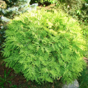 Туя західна Selena 4- річна, Туя западная Селена, Thuja occidentalis Selena