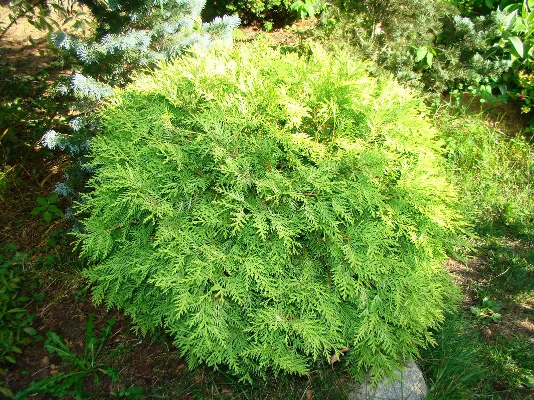 Туя західна Selena 4- річна, Туя западная Селена, Thuja occidentalis Selena