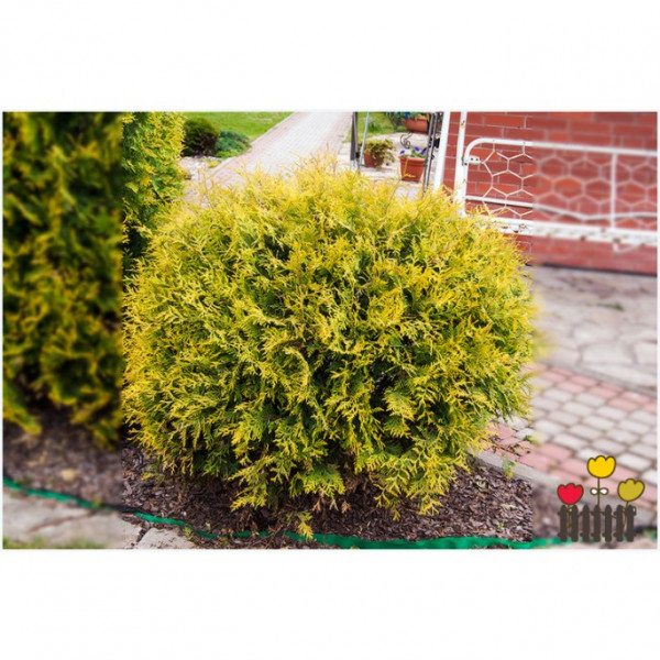 Туя західна Mirjam 4-річна, Туя западная Мириам, Thuja occidentalis Mirjam - Зображення 4
