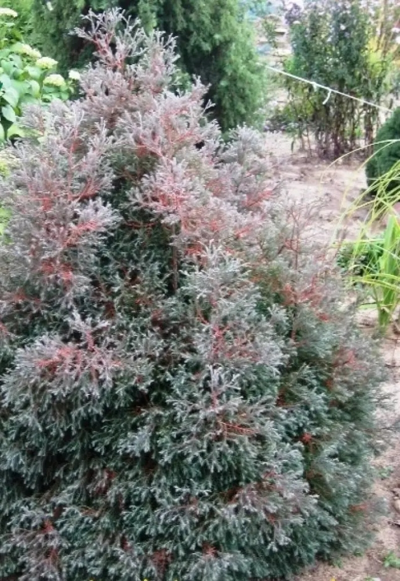 Туя західна верескоподібна Ericoides 4 річна , Туя западная Вересковидная, Thuja occidentalis Ericoides - Зображення 4
