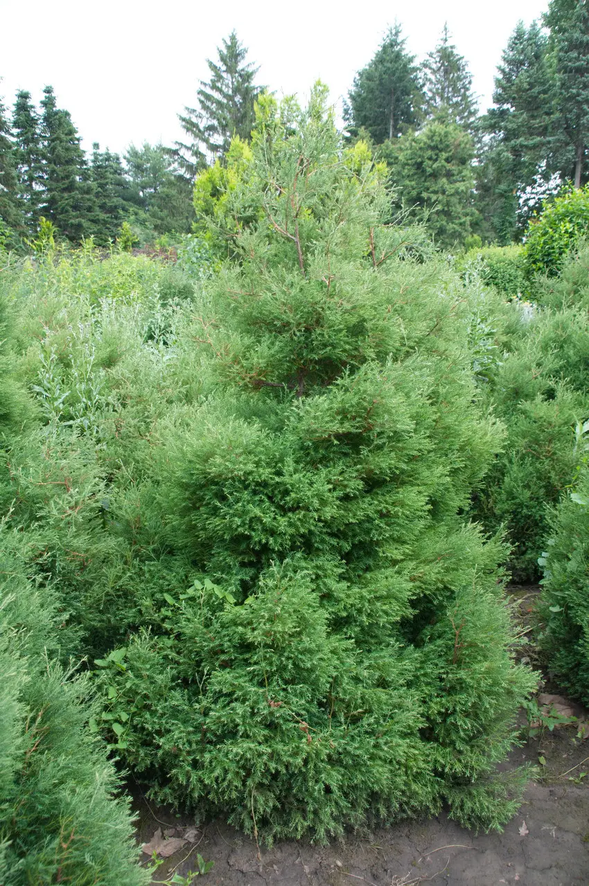 Туя західна верескоподібна Ericoides 4 річна , Туя западная Вересковидная, Thuja occidentalis Ericoides - Зображення 5