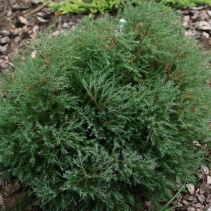 Туя західна верескоподібна Ericoides 4 річна , Туя западная Вересковидная, Thuja occidentalis Ericoides