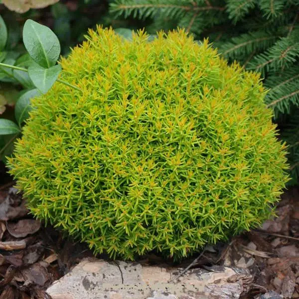 Туя західна Anniek 3- річна, Thuja occidentalis Anniek