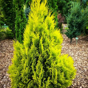 Туя складчаста Форева Голді / 3- річна форевер Голді, Thuja plicata Forever Goldy