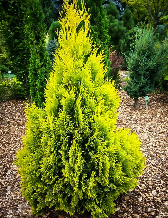 Туя складчаста Форева Голді / 3- річна форевер Голді, Thuja plicata Forever Goldy