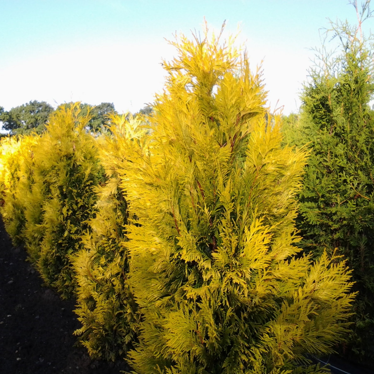 Туя складчаста Форева Голді / 3- річна форевер Голді, Thuja plicata Forever Goldy - Зображення 4