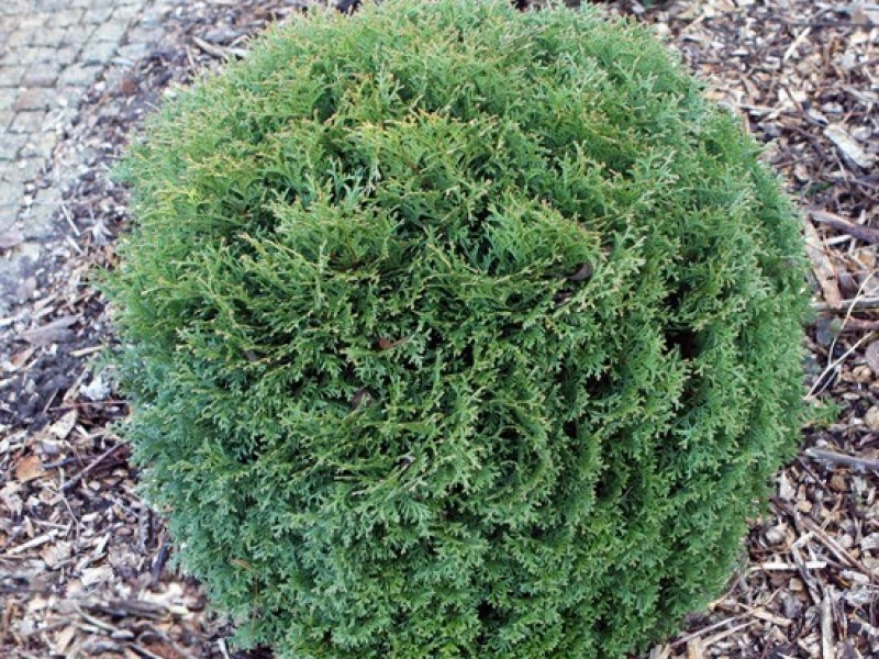 Туя західна Вотерфілд (Thuja occidentalis Waterfield) 3-річна - Зображення 2