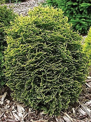 Туя західна Вотерфілд (Thuja occidentalis Waterfield) 3-річна - Зображення 3