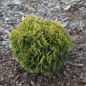Туя західна Вотерфілд (Thuja occidentalis Waterfield) 3-річна