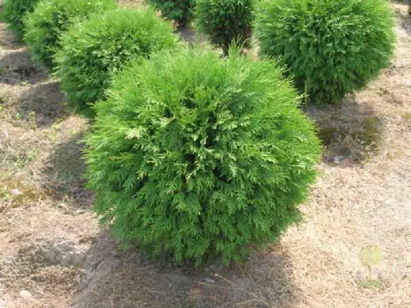 Туя західна Літл Чемпіон (Thuja occidentalis Little Champion) 4-річна - Зображення 2