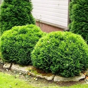 Туя західна Літл Чемпіон (Thuja occidentalis Little Champion) 4-річна - Зображення 3