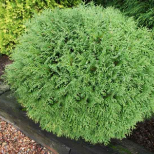 Туя західна Літл Чемпіон (Thuja occidentalis Little Champion) 4-річна